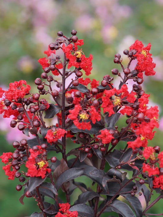 Crape Myrtle - Proven Winners® Center Stage® Red