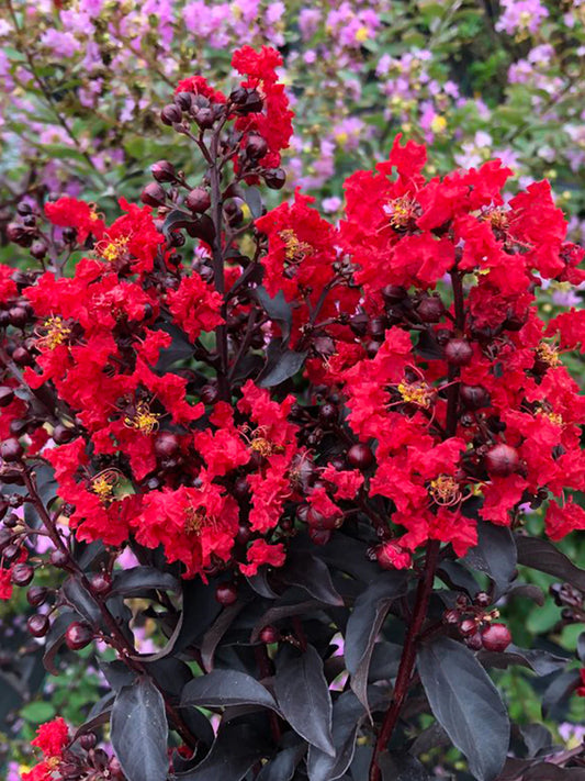 Crape Myrtle - Proven Winners® Center Stage® Red