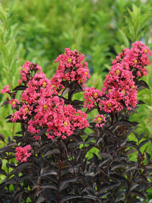 Crape Myrtle - Proven Winners® Center Stage® Coral