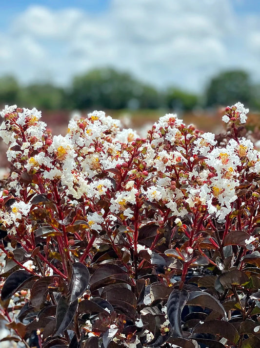 Crape Myrtle - Black Diamond® Crystalline White