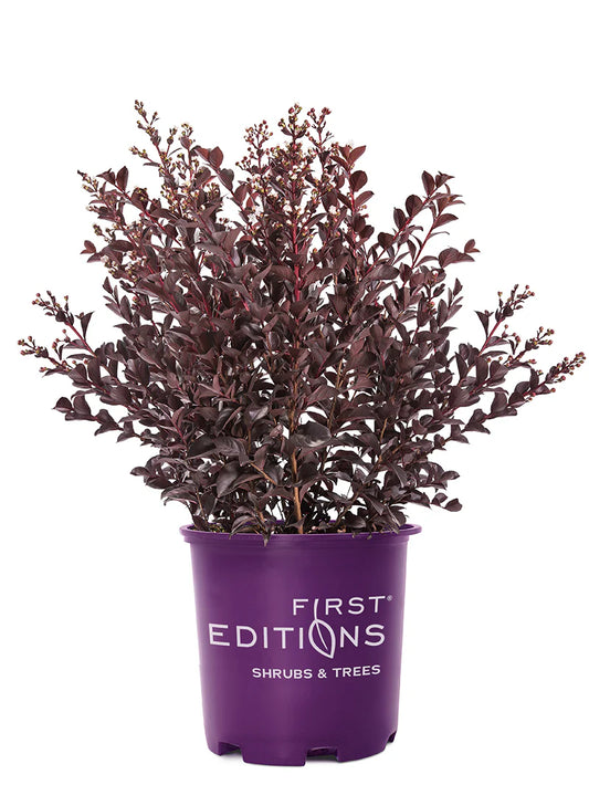 Crape Myrtle - First Editions® Lunar Magic®