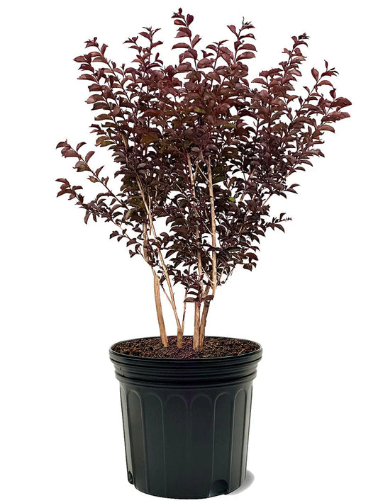 Crape Myrtle - First Editions® Midnight Magic™