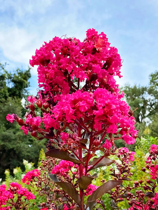 Crape Myrtle - Black Diamond® Mystic Magenta