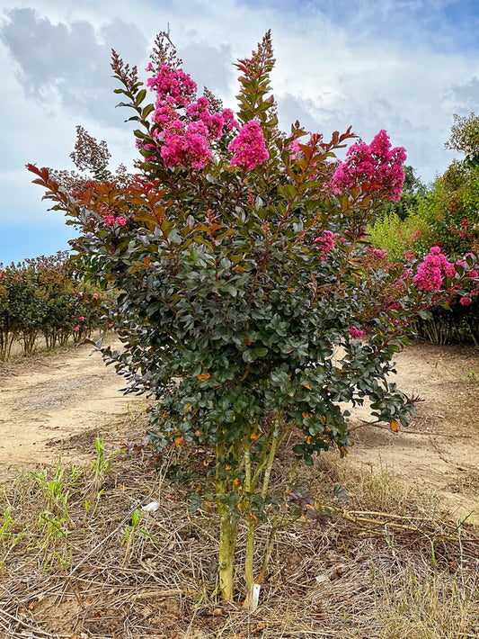 Crape Myrtle - First Editions® Plum Magic