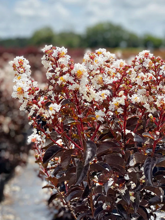 Crape Myrtle - Black Diamond® Pure White