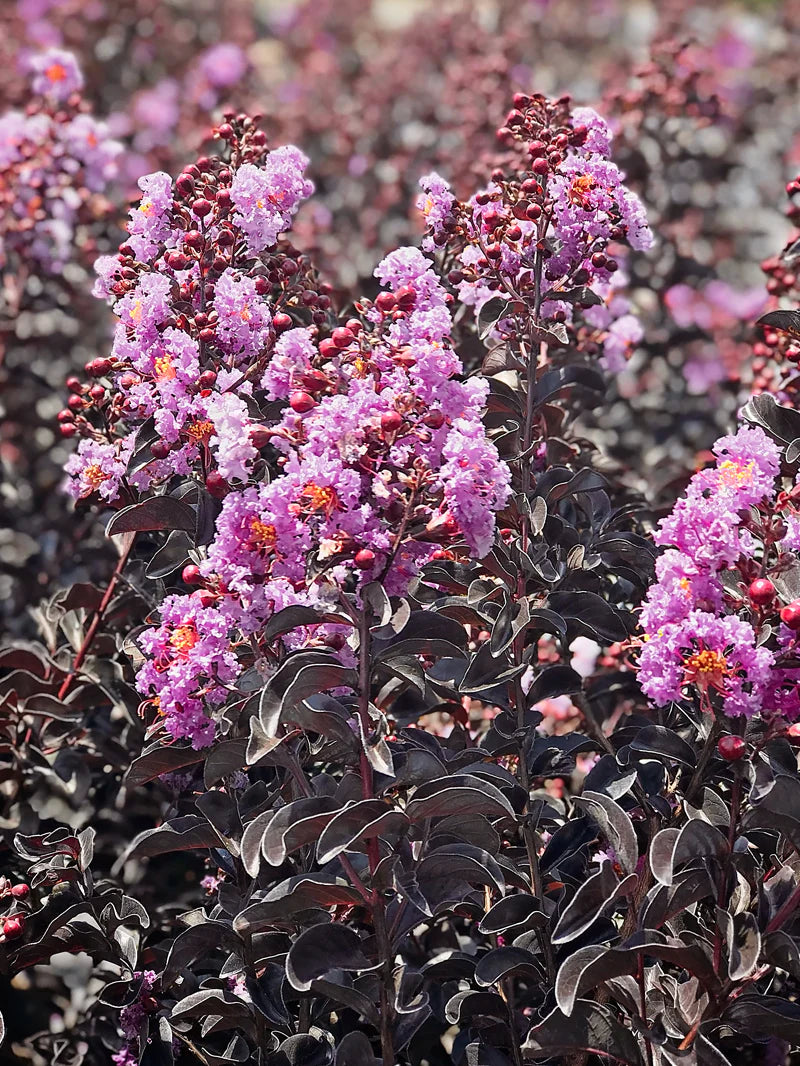 Crape Myrtle - Black Diamond® Purely Purple