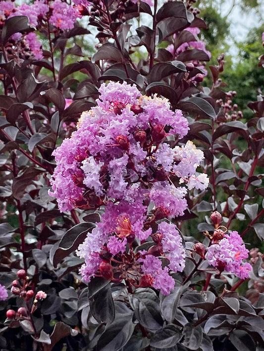 Crape Myrtle - Black Diamond® Purely Purple