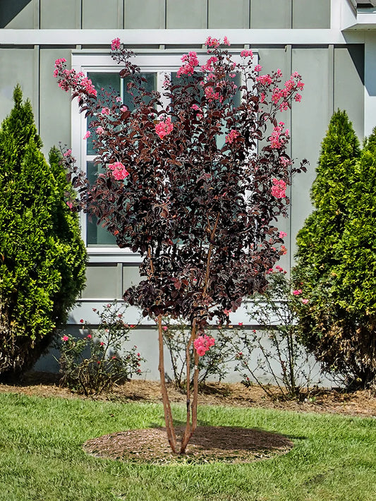 Crape Myrtle - Black Diamond® Shell Pink