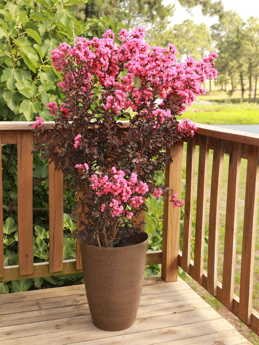 Crape Myrtle - Black Diamond® Shell Pink