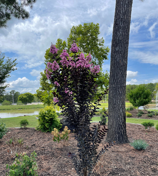 Crape Myrtle - Garden Debut® Thunderstruck™ Lavender Skies™