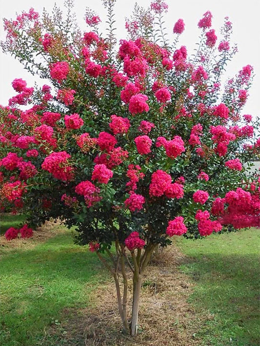 Crape Myrtle - Tonto