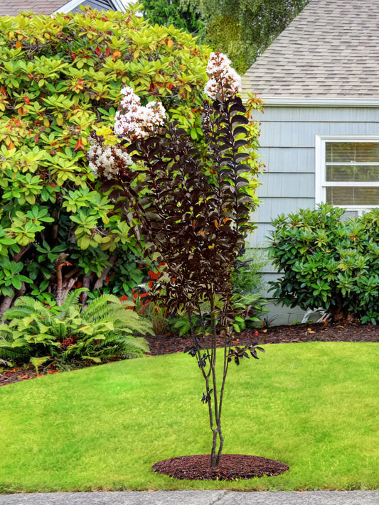 Crape Myrtle - Garden Debut® Thunderstruck™ White Lightning™