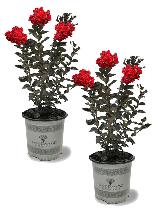Crape Myrtle - Black Diamond® Red Hot