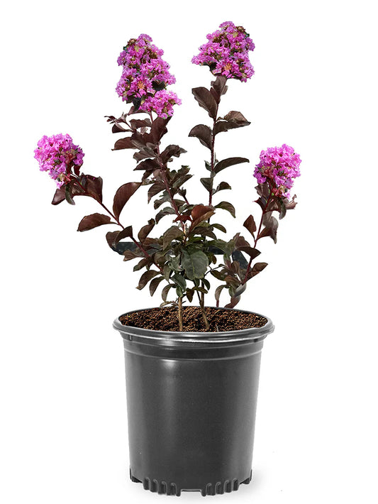 Crape Myrtle - Garden Debut® Thunderstruck™ Lavender Skies™