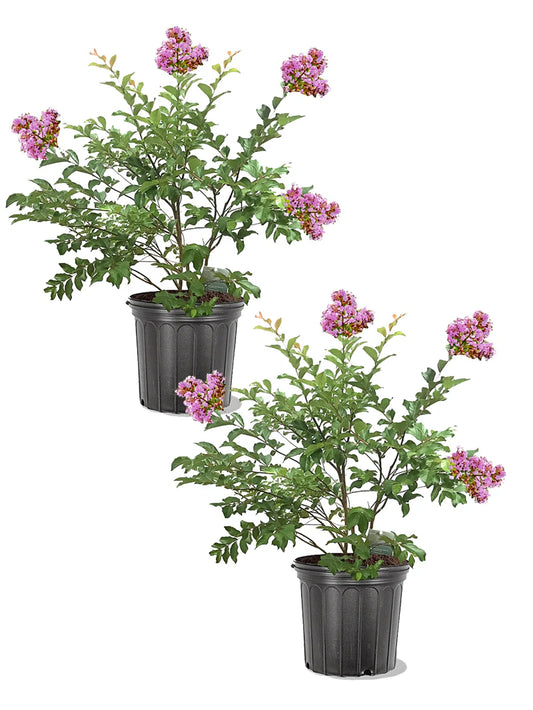 Crape Myrtle - Muskogee