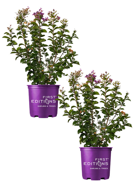 Crape Myrtle - First Editions® Purple Magic
