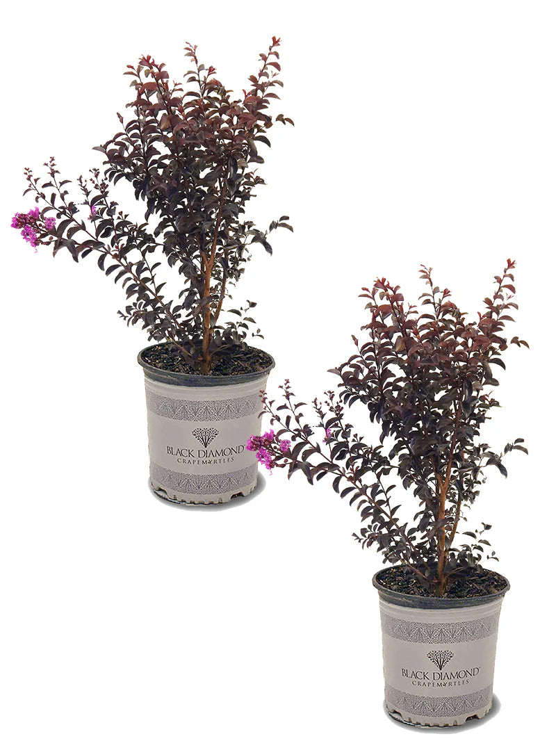 Crape Myrtle - Black Diamond® Purely Purple