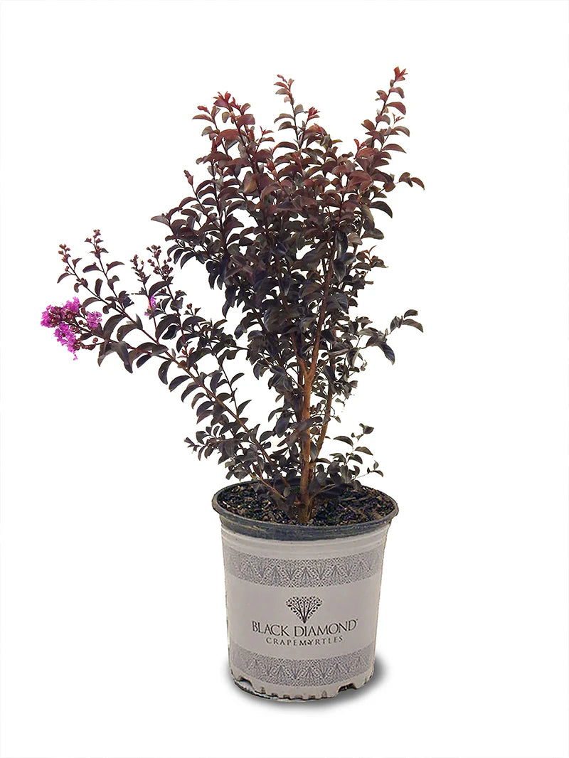 Crape Myrtle - Black Diamond® Purely Purple
