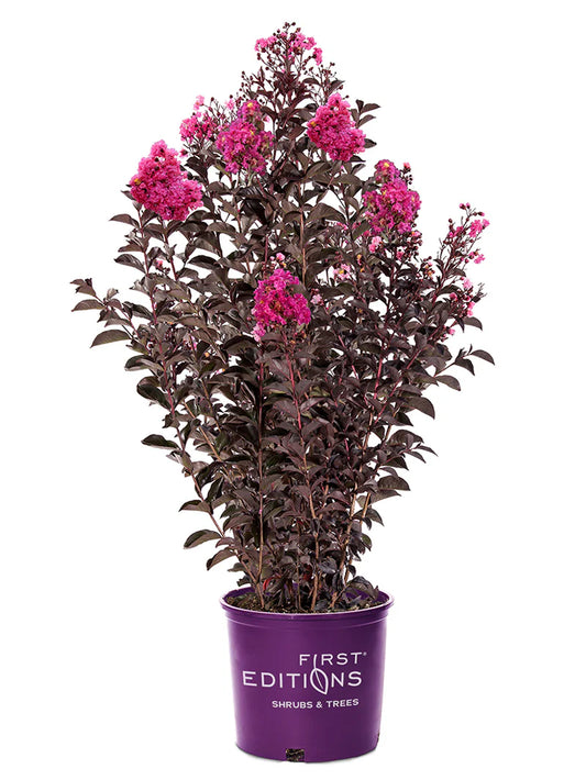 Crape Myrtle - First Editions® Twilight Magic™