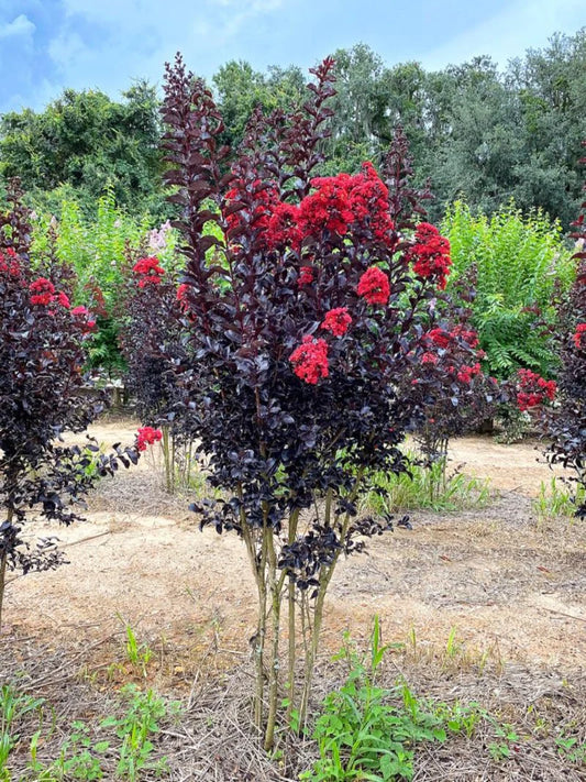 Crape Myrtle - Black Diamond® Crimson Red