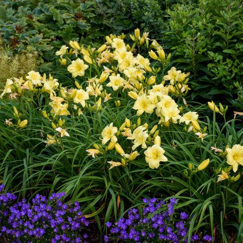 Rainbow Rhythm® Going Bananas Daylily