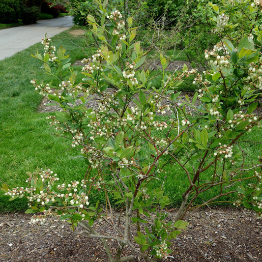 Patriot Highbush Blueberry