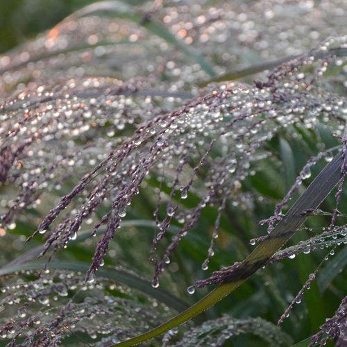Prairie Winds® Apache Rose Switch Grass