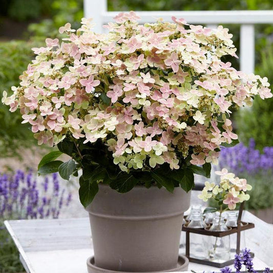 Hydrangea paniculata 'AJ14'  - Early Evolution Hydrangea