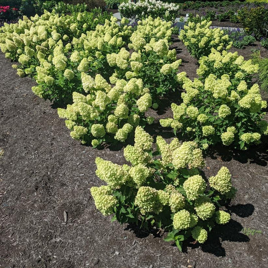 Bloomin Easy Baby Dragon Hydrangea