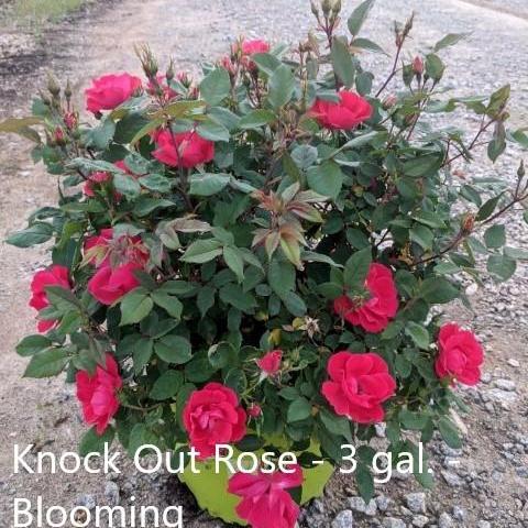 Knock Out® Shrub Rose, Red – Online Trees