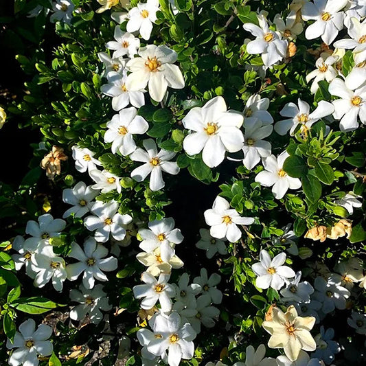 Bloomin Easy Daisy Duke™ Gardenia augusta