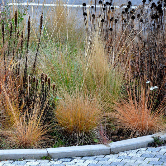 Lumen Gold™ Fountain Grass