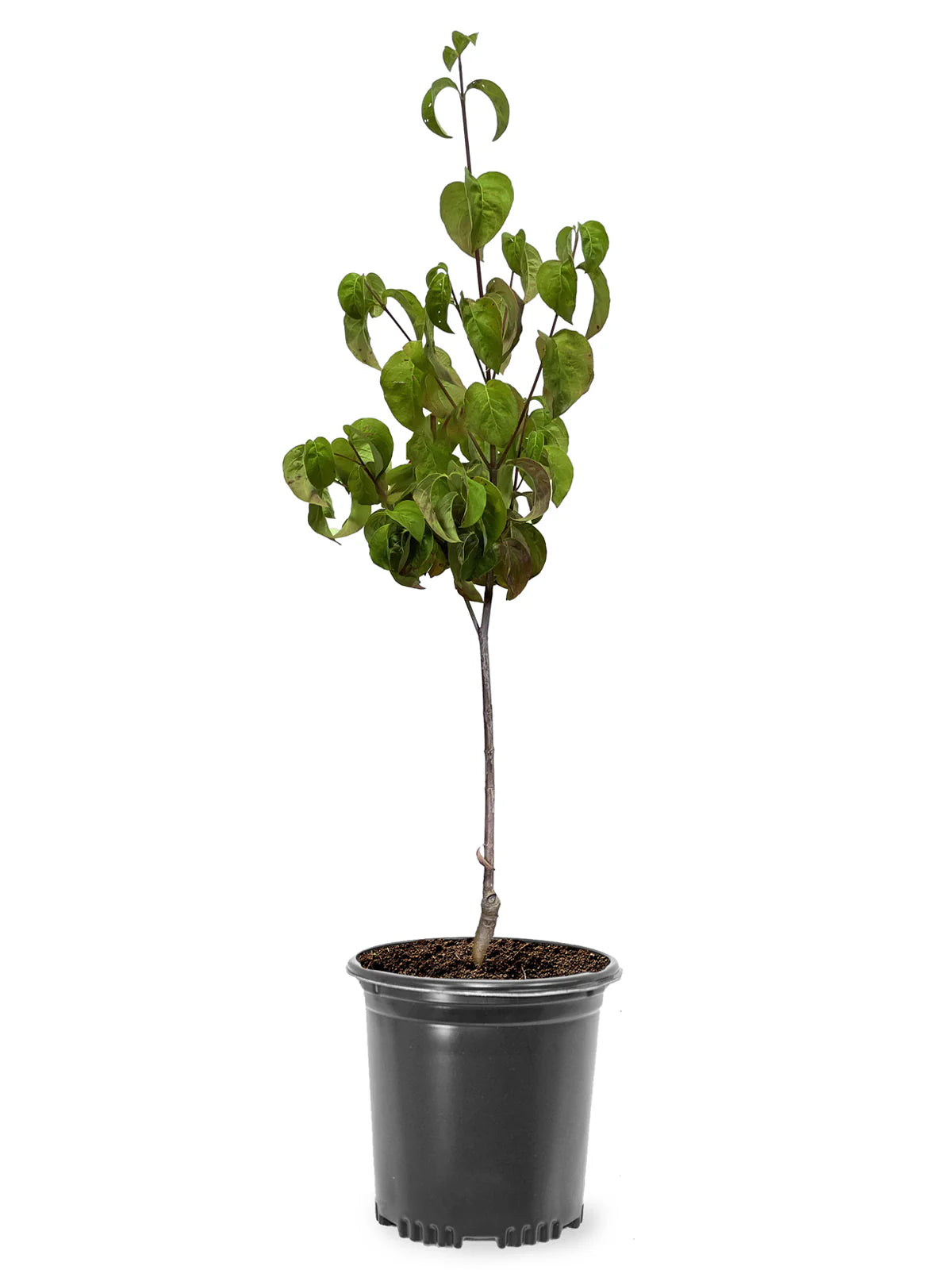 Cherokeee Tree Dogwood- Cherokee Chief – Online Trees