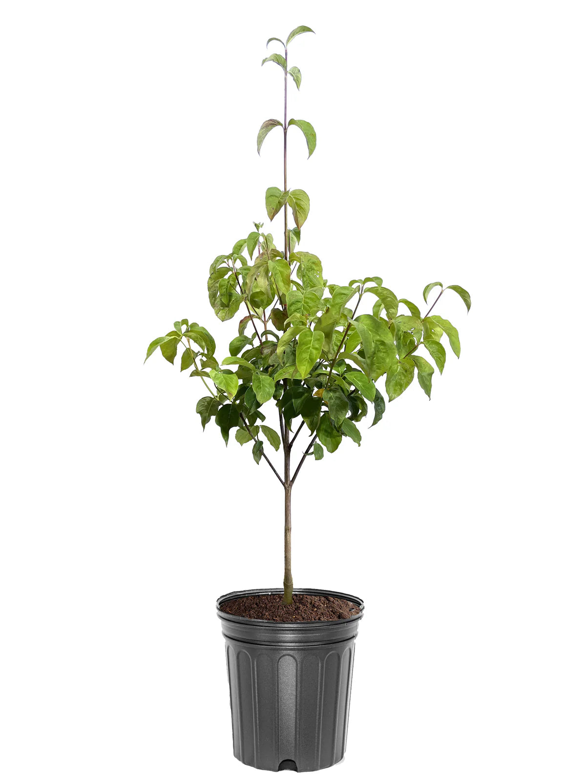 Cherokeee Tree Dogwood- Cherokee Chief – Online Trees
