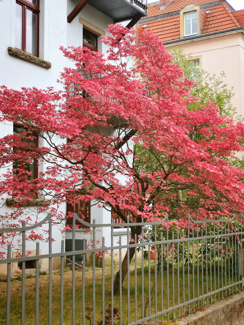 Cherokeee Tree Dogwood- Cherokee Chief – Online Trees