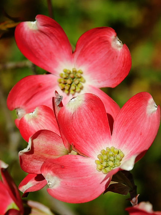 Dogwood- Cherokee Brave