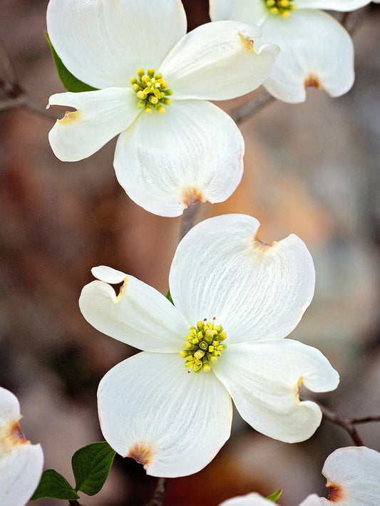 Dogwood- Appalachian Joy