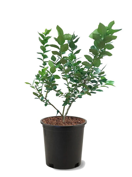 Blueberry - Arlen (Northern Highbush)