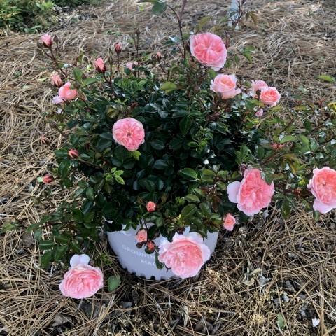 Apricot Drift® Rose