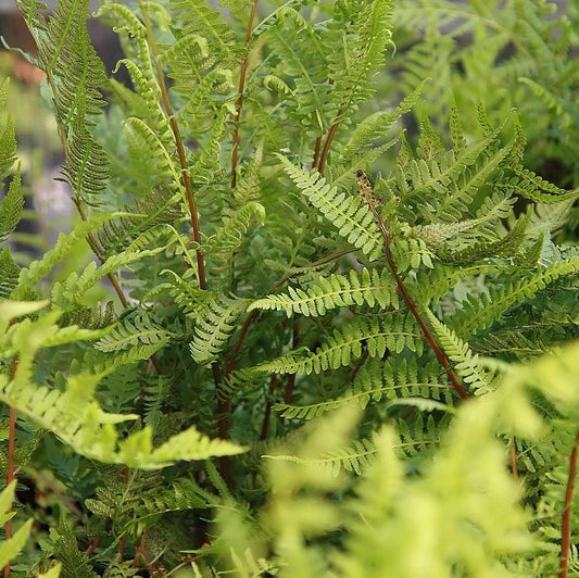 Lady in Red Fern, Northern Lady Fern