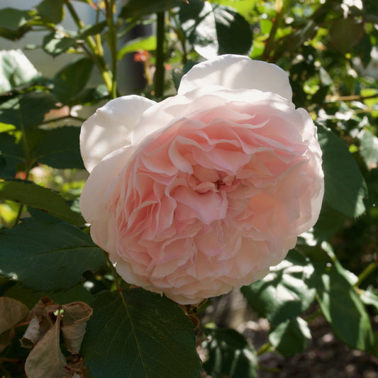 Rosa 'AUSmixture'  - Olivia™ Rose
