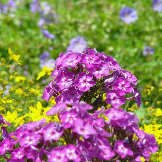 Volcano® Purple with White Eye Phlox