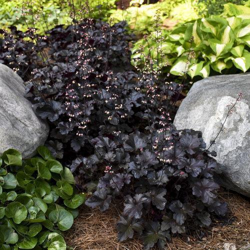 Primo® Black Pearl Coral Bells