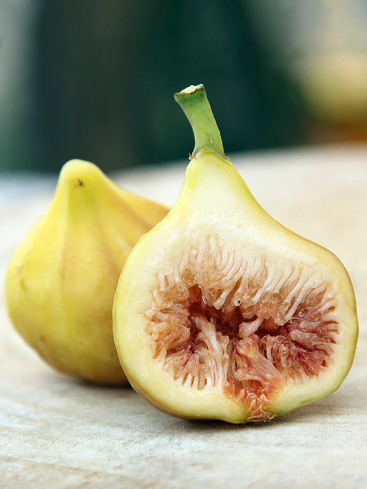 Fig Trees - Yellow Long Neck