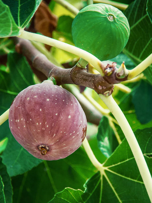 Fig Trees - Chicago Hardy