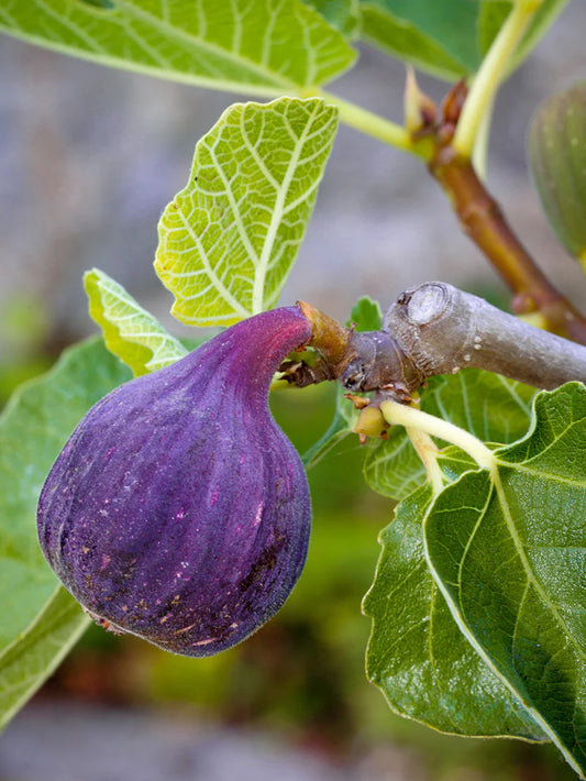 Fig Trees - LSU Purple