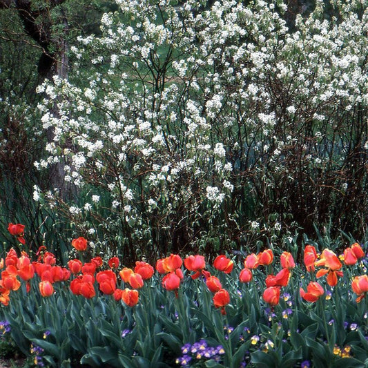 Amelanchier alnifolia 'Regent'  - Regent Serviceberry
