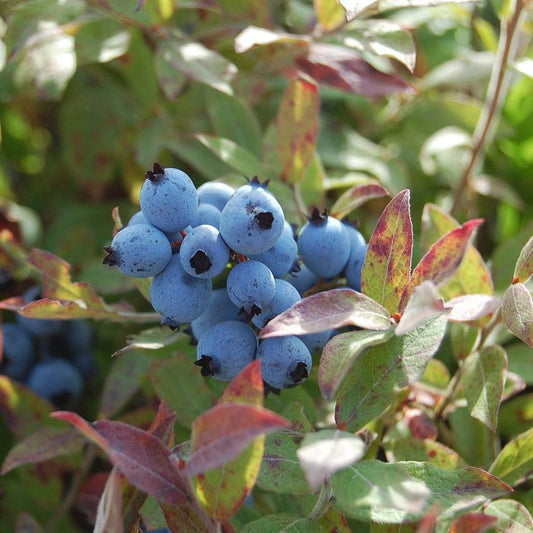 Pink Icing® Blueberry