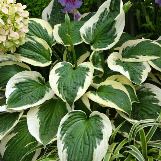 Francee Hosta