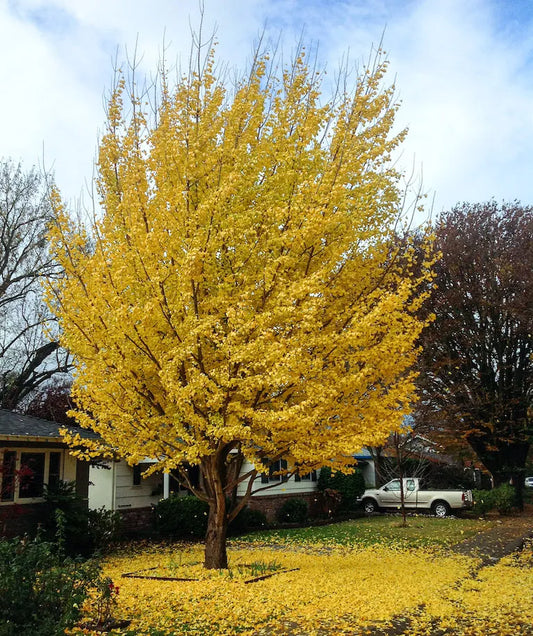 Ginkgo Tree | Gingko biloba Maidenhair Tree | Quarts, 1 Gal, & 3 Gal Trees